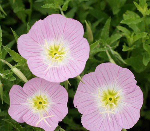 Showy Evening Primrose Flower Seeds Pink Ladies Oenothera Speciosa  Easy to Grow