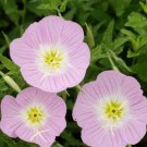 Showy Evening Primrose Flower Seeds Pink Ladies Oenothera Speciosa  Easy to Grow