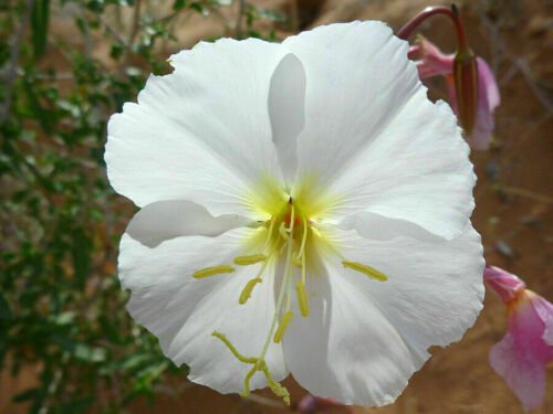 White Evening Primrose Flower Seeds Oenothera Pallida  Easy to Grow