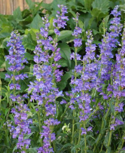 Penstemon Seeds Rocky Mountain Perennial Beardtongue Hummingbirds  Easy to Grow