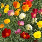 California Poppy Flower Seeds Formula Mix Eschscholzia  Easy to Grow