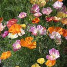 California Poppy Flower Seeds Ballerina Mix Eschscholzia  Easy to Grow