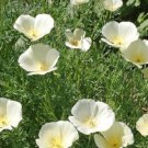 White California Poppy Flower Seeds White Linen Eschscholzia  Easy to Grow