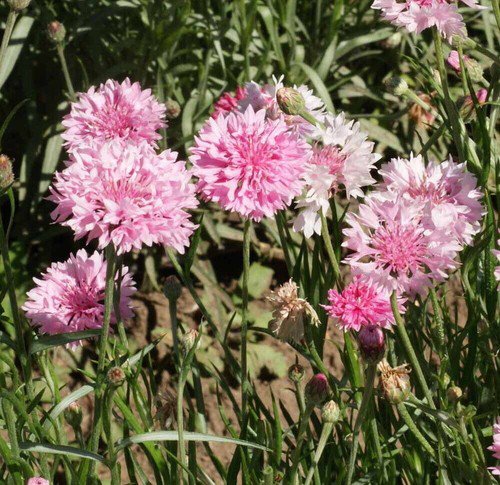 Tall Pink Cornflower Seeds Bachelor Button  Easy to Grow