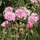 Tall Pink Cornflower Seeds Bachelor Button  Easy to Grow