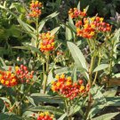 Butterfly Milkweed Seeds Sunset Bloodflower Asclepias Curassavica Easy to Grow