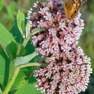 Butterfly Milkweed Seeds Asclepias Syriaca Monarch Butterflies  Easy to Grow