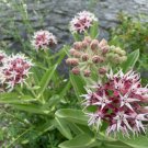 Butterfly Milkweed Seeds Showy Pink Asclepias Speciosa  Easy to Grow