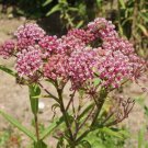 Butterfly Pink Swamp Milkweed Seeds Asclepias Incarnata  Easy to Grow