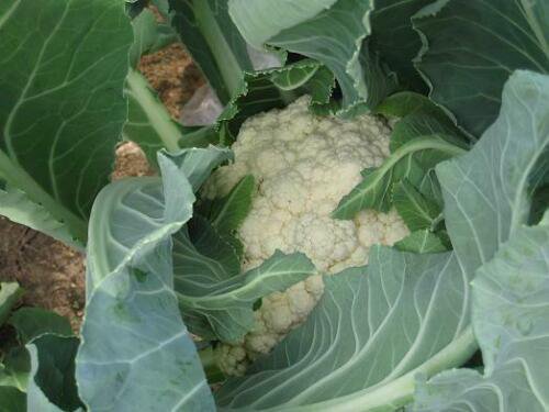 Cauliflower Seeds Self Blanching Non Gmo Heirloom  Easy to Grow
