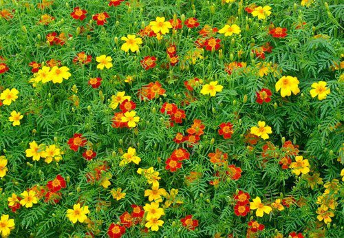 Signet Marigold Seeds &acirc;��Starfire Mix&acirc;�� Tagetes Tenuifolia  Easy to Grow