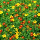 Signet Marigold Seeds ‘Starfire Mix’ Tagetes Tenuifolia  Easy to Grow
