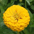 Zinnia Flower Seeds Canary Bird Zinnia Elegans  Easy to Grow