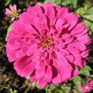 Rose Pink Zinnia Flower Seeds Zinnia Elegans  Easy to Grow