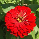 Zinnia Flower Seeds Cherry Queen Zinnia Elegans  Easy to Grow