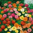 Zinnia Flower Seeds Thumbelina Mix Zinnia Elegans  Easy to Grow