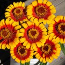 Sombrero Zinnia Flower Seeds Zinnia Elegans  Easy to Grow