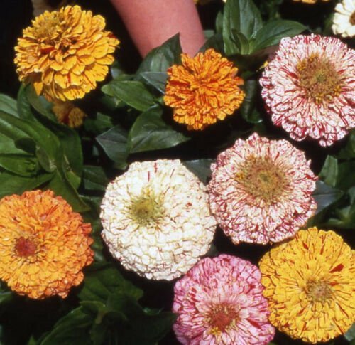 Zinnia Flower Seeds Peppermint Stick Zinnia Elegans  Easy to Grow