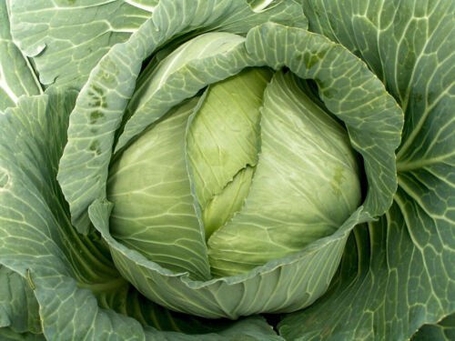 Late Flat Dutch Cabbage Seeds Non Gmo Heirloom  Easy to Grow
