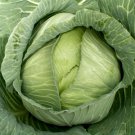 Late Flat Dutch Cabbage Seeds Non Gmo Heirloom  Easy to Grow