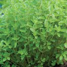Sweet Marjoram Seeds Origanum Majora Organic Non Gmo Heirloom  Easy to Grow