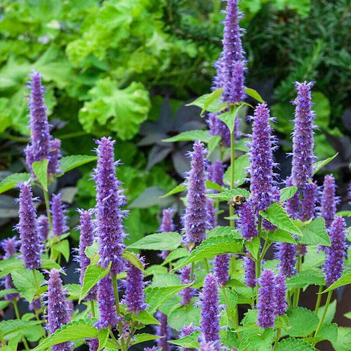 Purple Lavender Hyssop Flower Seeds Agastache Foeniculum  Easy to Grow