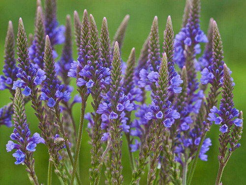 Blue Vervain Flower Seeds Verbena Hastata  Easy to Grow