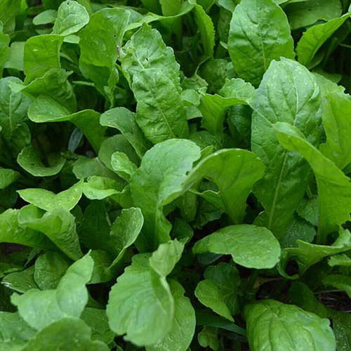 Organic Arugula Seeds Eruca Sativa Non Gmo Heirloom  Easy to Grow