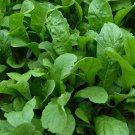 Organic Arugula Seeds Eruca Sativa Non Gmo Heirloom  Easy to Grow