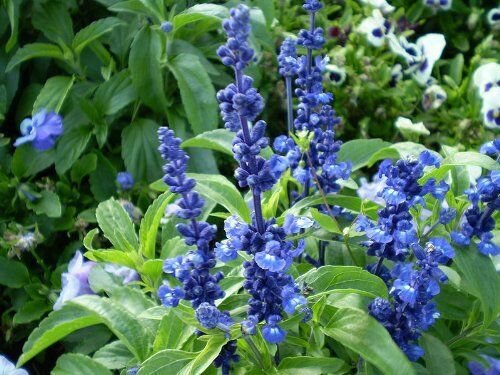 Blue Bedder Sage Flower Seeds Salvia Farinacea  Easy to Grow