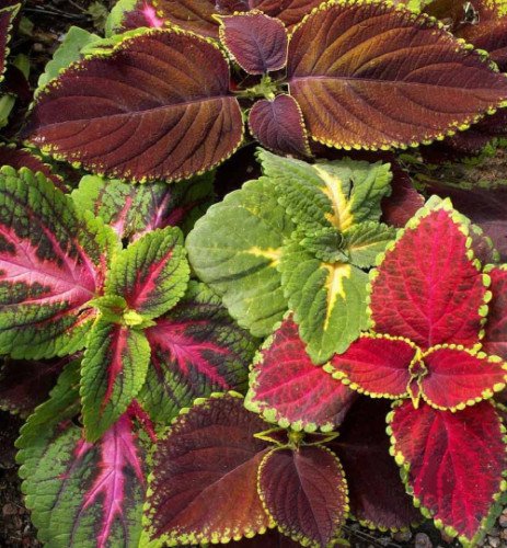 Coleus Rainbow Mix Flower Seeds Coleus Blumei  Easy to Grow
