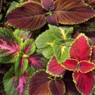 Coleus Rainbow Mix Flower Seeds Coleus Blumei  Easy to Grow