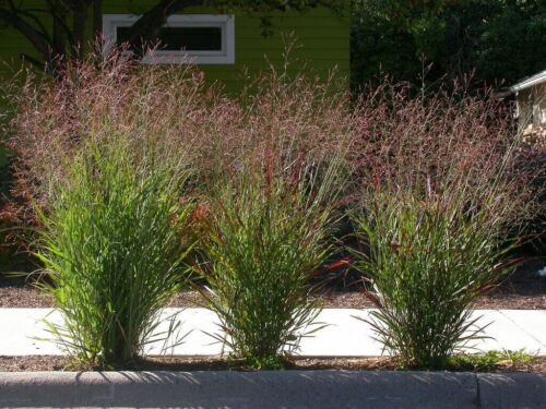 500 Switchgrass Switch Grass Seeds &acirc;��Cave In Rock&acirc;��  Easy to Grow
