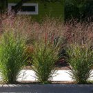 500 Switchgrass Switch Grass Seeds ‘Cave In Rock’  Easy to Grow
