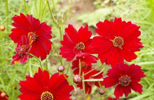 Red Dwarf Plains Coreopsis Flower Seeds Tinctoria Wildflower Easy to Grow