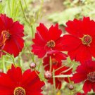 Red Dwarf Plains Coreopsis Flower Seeds Tinctoria Wildflower Easy to Grow