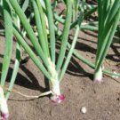 Red Burgundy Onion Seeds Organic Heirloom Non Gmo  Easy to Grow
