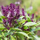 Siam Queen Thai Basil Seeds Non Gmo Heirloom  Easy to Grow