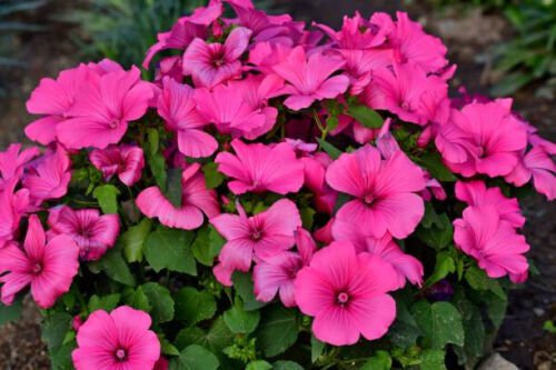 Pink Tree Mallow Flower Seeds Rose Mallow Lavatera Trimestris  Easy to Grow