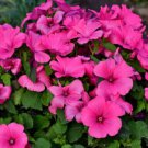 Pink Tree Mallow Flower Seeds Rose Mallow Lavatera Trimestris  Easy to Grow