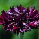 Black Ball Purple Cornflower Seeds Bachelor Button  Easy to Grow