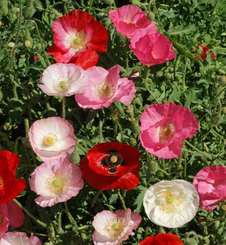 Corn Poppy Flower Seeds Mixed Colors Papaver Rhoeas  Easy to Grow