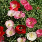 Corn Poppy Flower Seeds Mixed Colors Papaver Rhoeas  Easy to Grow