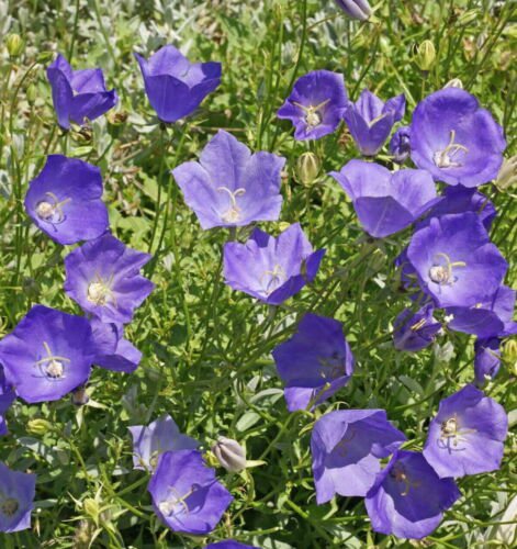 Tussock Bellflower Flower Seeds Campanula Carpatica  Easy to Grow