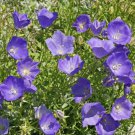 Tussock Bellflower Flower Seeds Campanula Carpatica  Easy to Grow