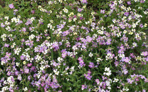 Virginia Stock Flower Seeds Fragrant Malcolmia Maritima  Easy to Grow