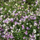 Virginia Stock Flower Seeds Fragrant Malcolmia Maritima  Easy to Grow