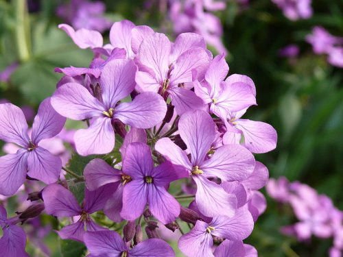 Evening Scented Stock Flower Seeds Fragrant Matthiola Longipetala  Easy to Grow
