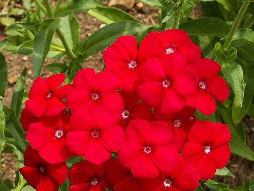 Red Drummond Phlox Flower Seeds  Easy to Grow