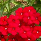 Red Drummond Phlox Flower Seeds  Easy to Grow